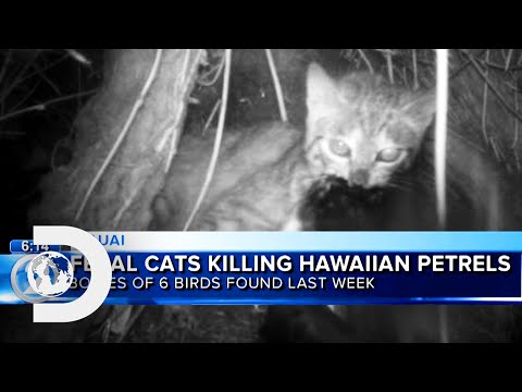 Understanding the Legal Protection of Feral Cats in the UK