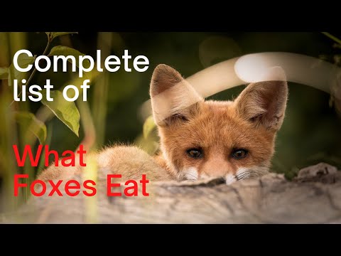 Is It Against the Law to Feed Foxes in the UK? - A Comprehensive Guide