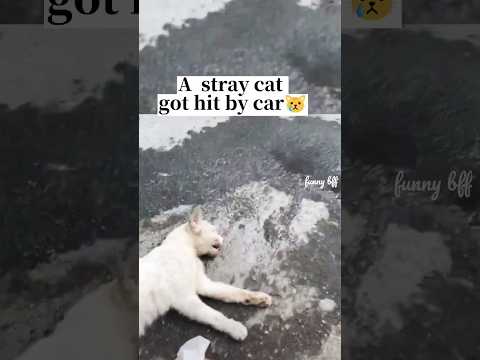 The Legal Consequences of Failing to Stop After Running Over a Cat