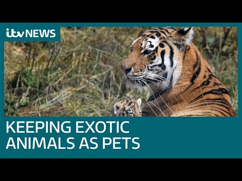 Understanding the Legality of Keeping Animals as Pets in the UK