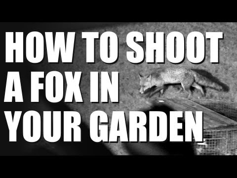 Understanding the Legality of Shooting Foxes in Your Garden
