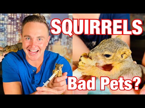 The Legality of Keeping a Squirrel as a Pet in the UK: Explained