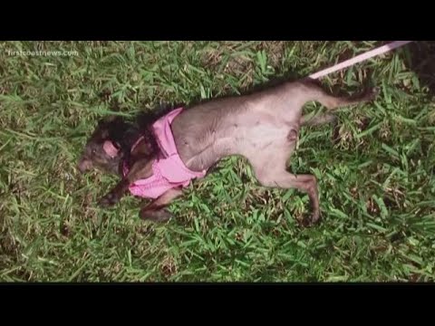 Understanding the Legal Restrictions on Owning Animals in the UK