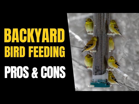 Understanding the Legality of Feeding Wildlife in California