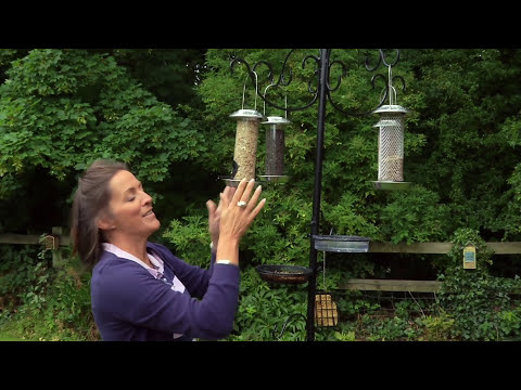Understanding the Legal Implications of Feeding Birds in Your Garden