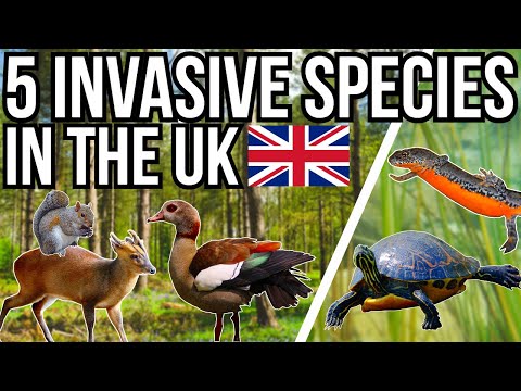 Understanding the Impact and Regulations of Invasive Species in the UK