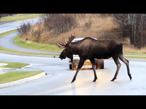 Understanding the Legalities of Consuming Roadkill in California