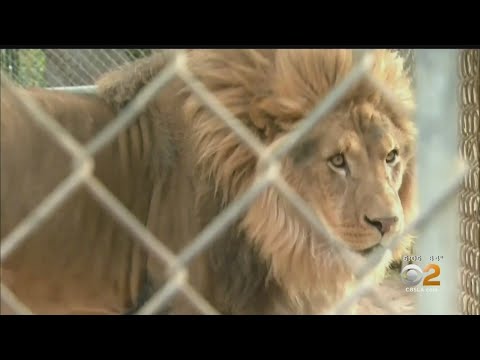 Understanding the Legality of Relocating Wildlife in California