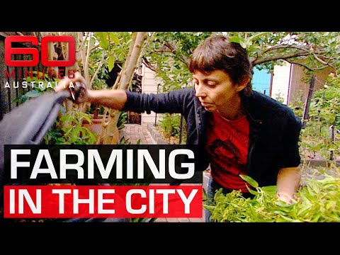 Understanding the Urban Agriculture Policy in California: A Comprehensive Guide