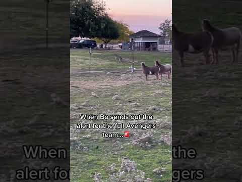 Understanding the Legal Implications of Dogs and Livestock Interaction