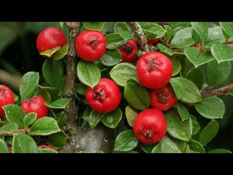 Understanding the Legality of Growing Cotoneaster: A Comprehensive Guide