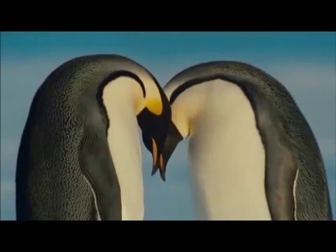 Understanding the 5 Needs Addressed in Animal Welfare Legislation