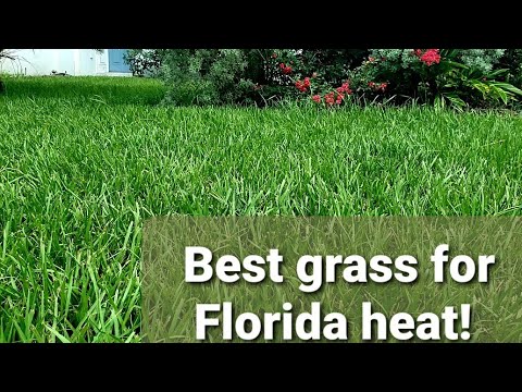 The Perfect Lawn: A Guide to Lawn Care Frequency in Florida