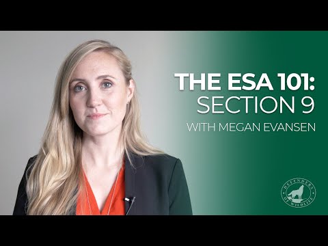 Understanding Section 9 of the Animal Act 1971: A Comprehensive Guide