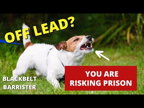 Understanding the Legality of Having a Dog Off Lead in a Public Place