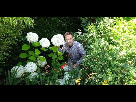 The Legal Status of Crocosmia in the UK: Everything You Need to Know