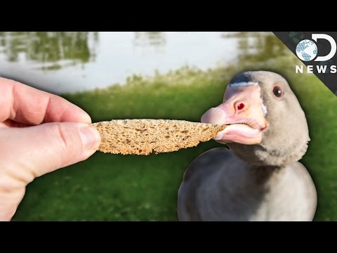 Is It Legal to Feed Wild Animals in the UK? A Detailed Overview of the Laws and Regulations