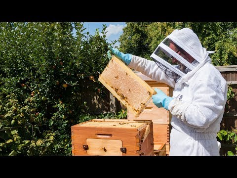 Is it Legal to Keep a Beehive in Your Backyard in the UK? Explained