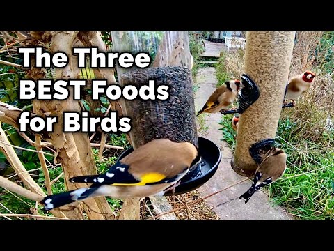 The Legal Implications of Feeding Birds in Your Garden: Understanding the Relevant Laws and Regulations