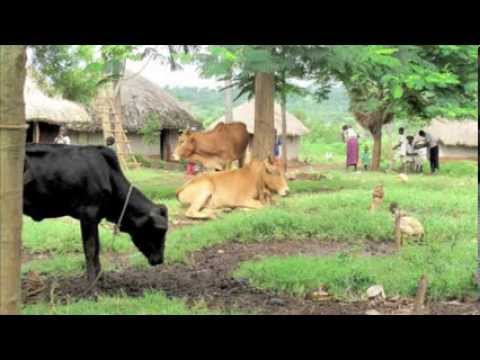 Understanding the Animal Health Act of 1981: A Comprehensive Overview