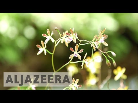 The Legality of Digging up Endangered Plants in the UK