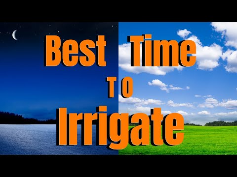 Understanding the Optimal Time for Watering Your Lawn in Summer