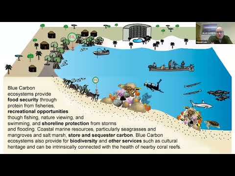 Understanding the UK Blue Carbon Policy: An In-Depth Analysis