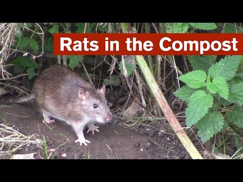 Understanding the Attraction of Rats to Compost: A Comprehensive Analysis