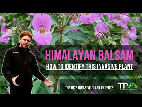 Is Himalayan Balsam Illegal in the UK? A Comprehensive Guide