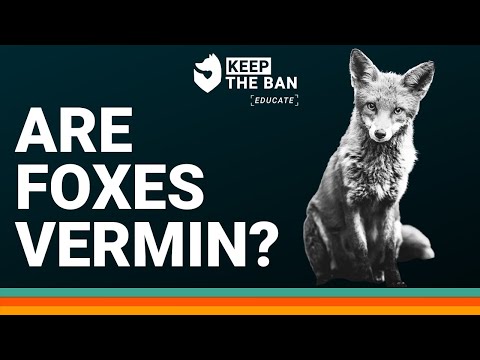 Understanding the Legal Classification of Foxes as Vermin
