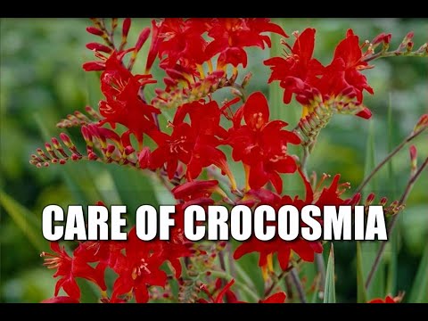 Understanding the Legality of Crocosmia: A Comprehensive Guide