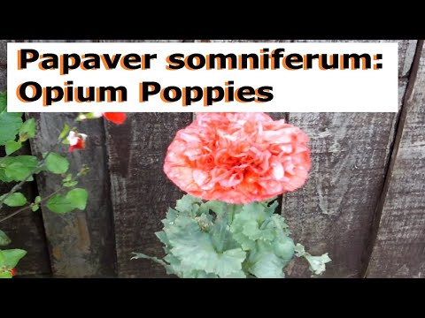 The Legal Status of Picking Poppies in the UK: A Comprehensive Guide