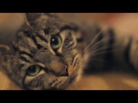 Understanding Cat Laws in the UK: A Comprehensive Guide for Pet Owners