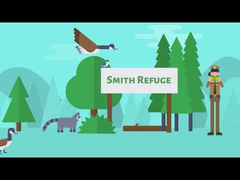 Understanding the Animal Act Section 5: A Comprehensive Overview