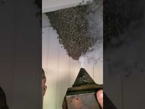 The Legal Implications of Destroying a Bees' Nest in the UK